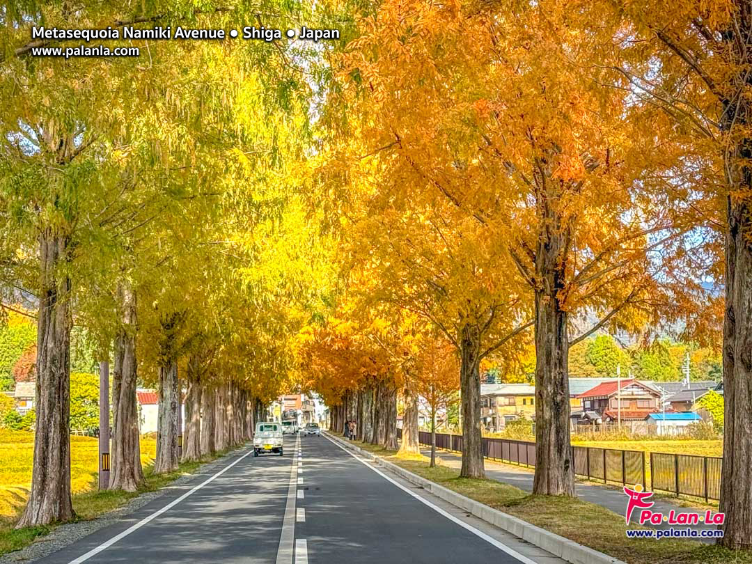 Metasequoia Namiki Avenue